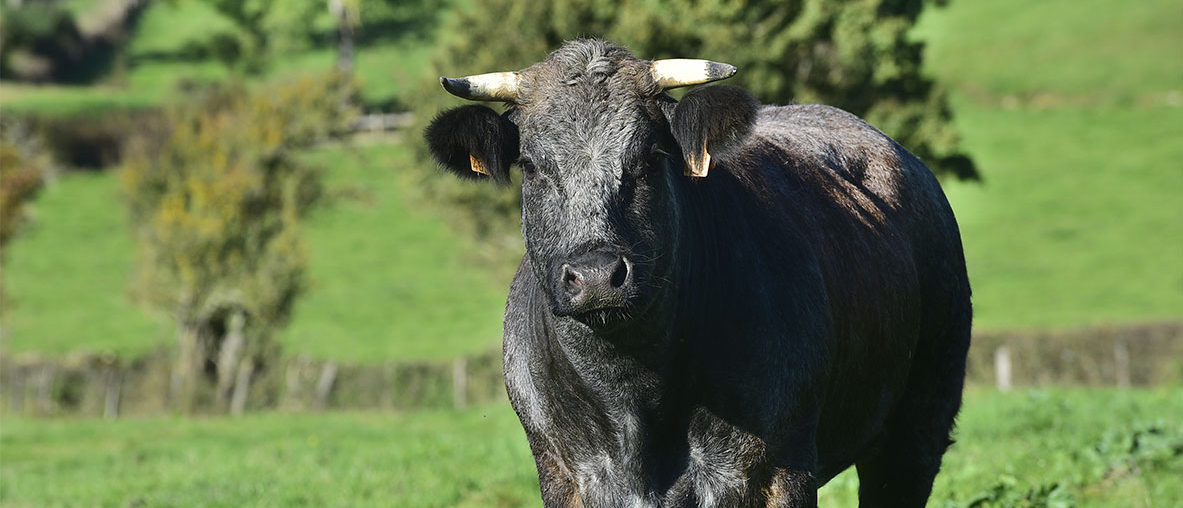 Despierres Sa Grossiste En Viande Charolaise Du Charolais Brionnais