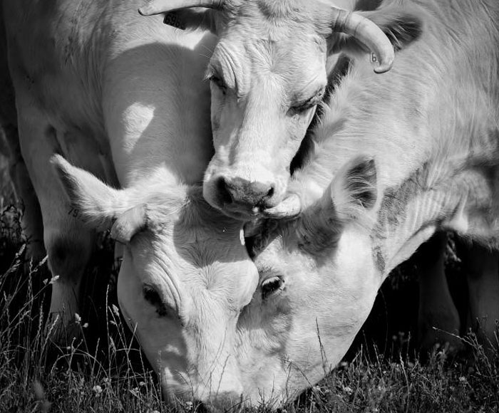 diapo-acc-7 diapo-acc-7